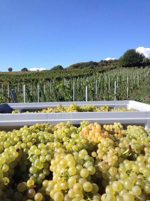 Weinlese